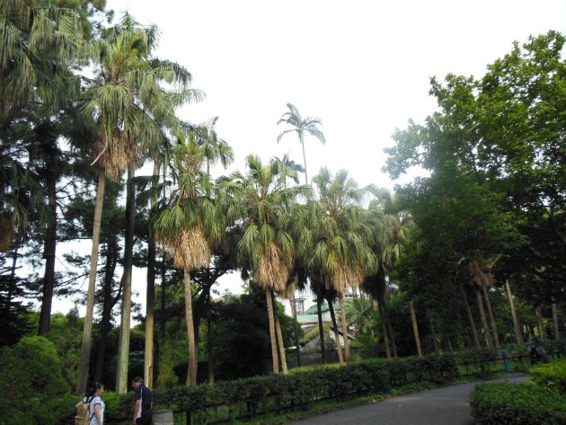 台北植物園内にある南国らしい木々